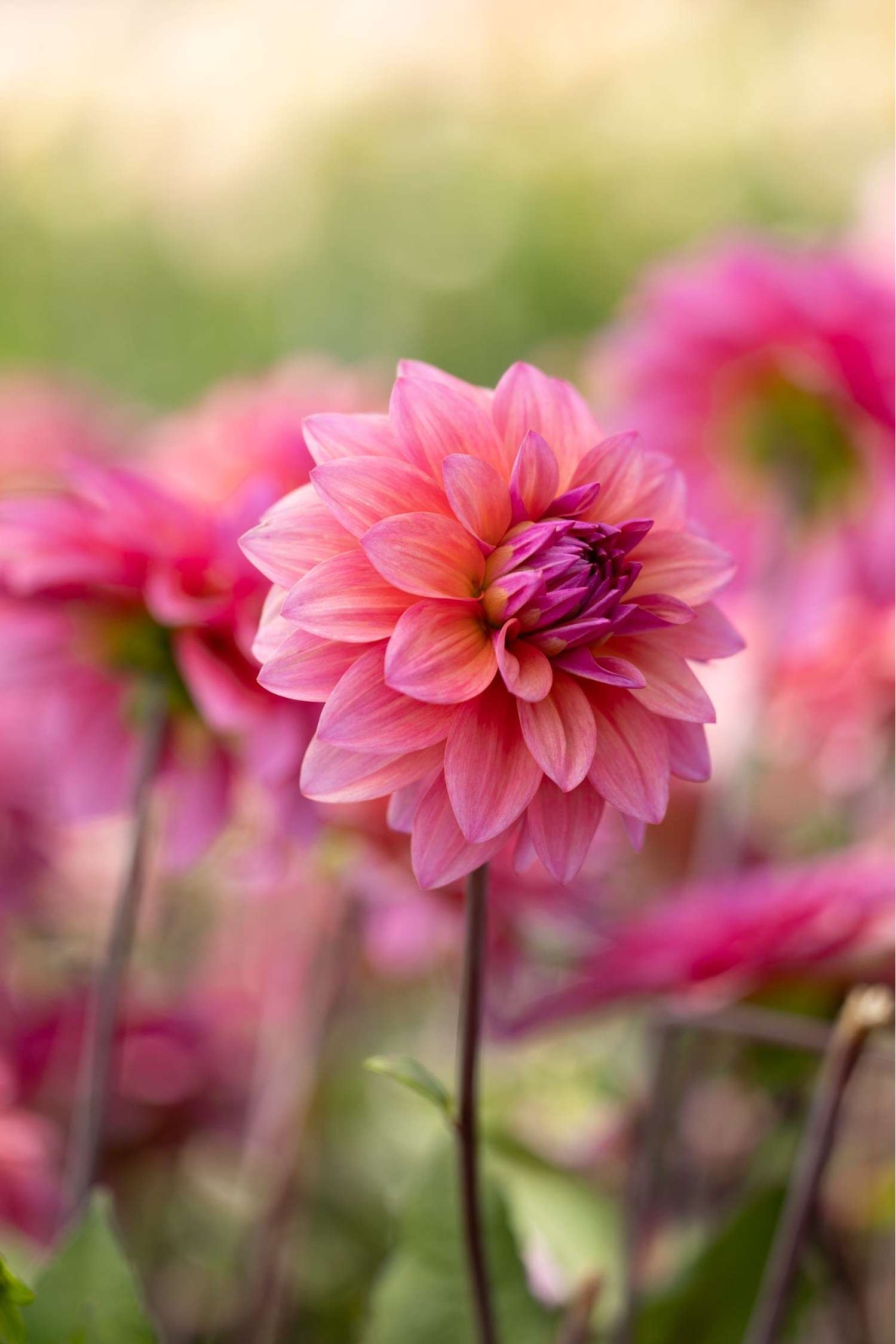 Dahlia 'Feline Yvonne'